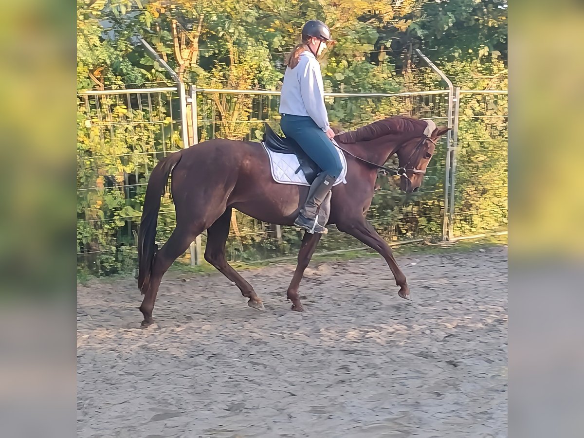 Cheval de sport irlandais Hongre 6 Ans 162 cm Alezan brûlé in Lage