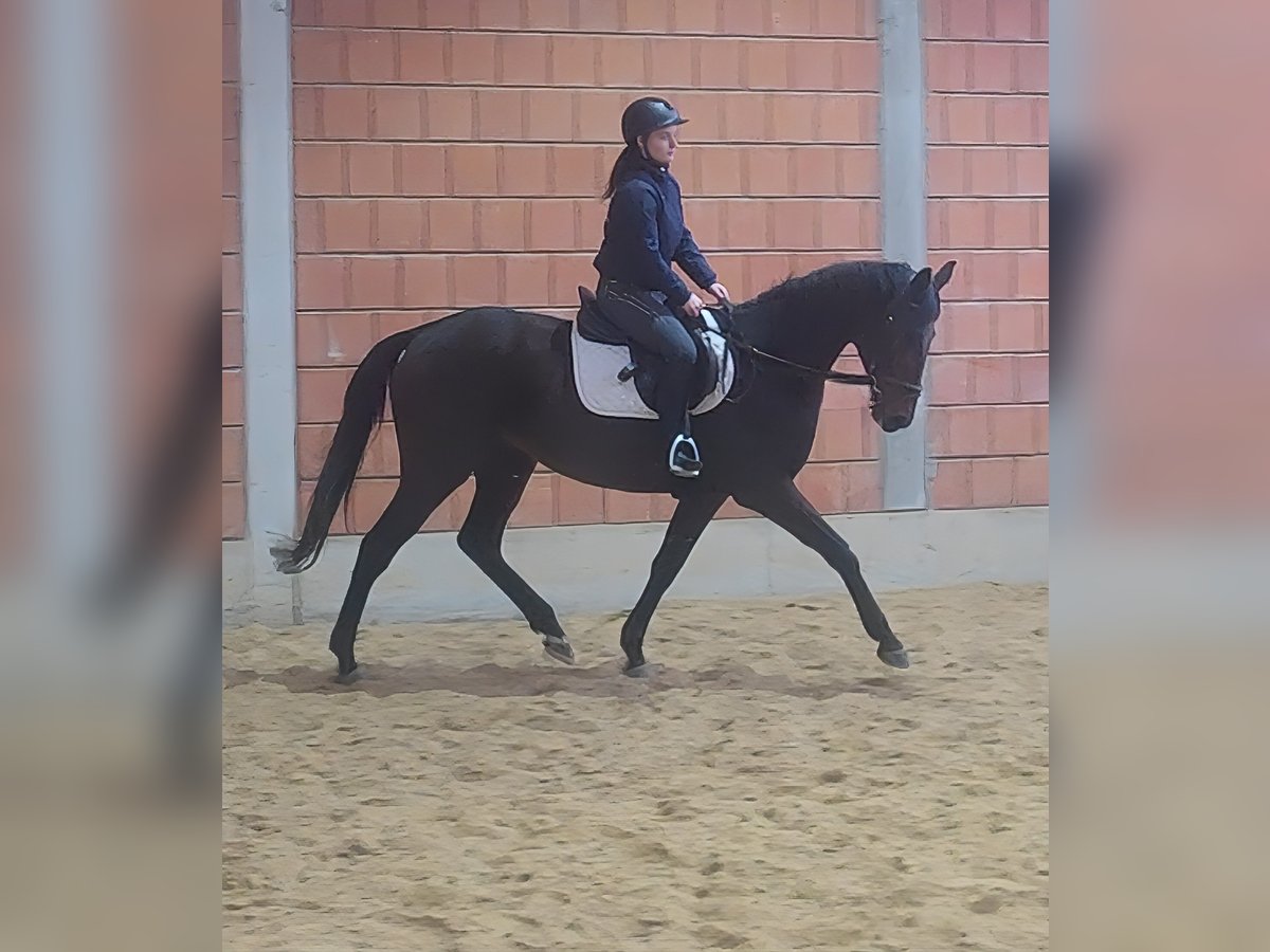 Cheval de sport irlandais Hongre 6 Ans 165 cm Noir in Lage