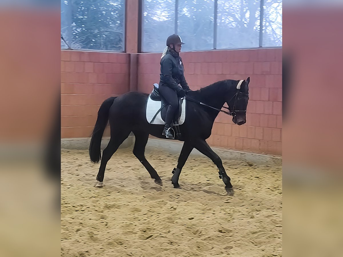 Cheval de sport irlandais Hongre 6 Ans 167 cm Noir in Lage