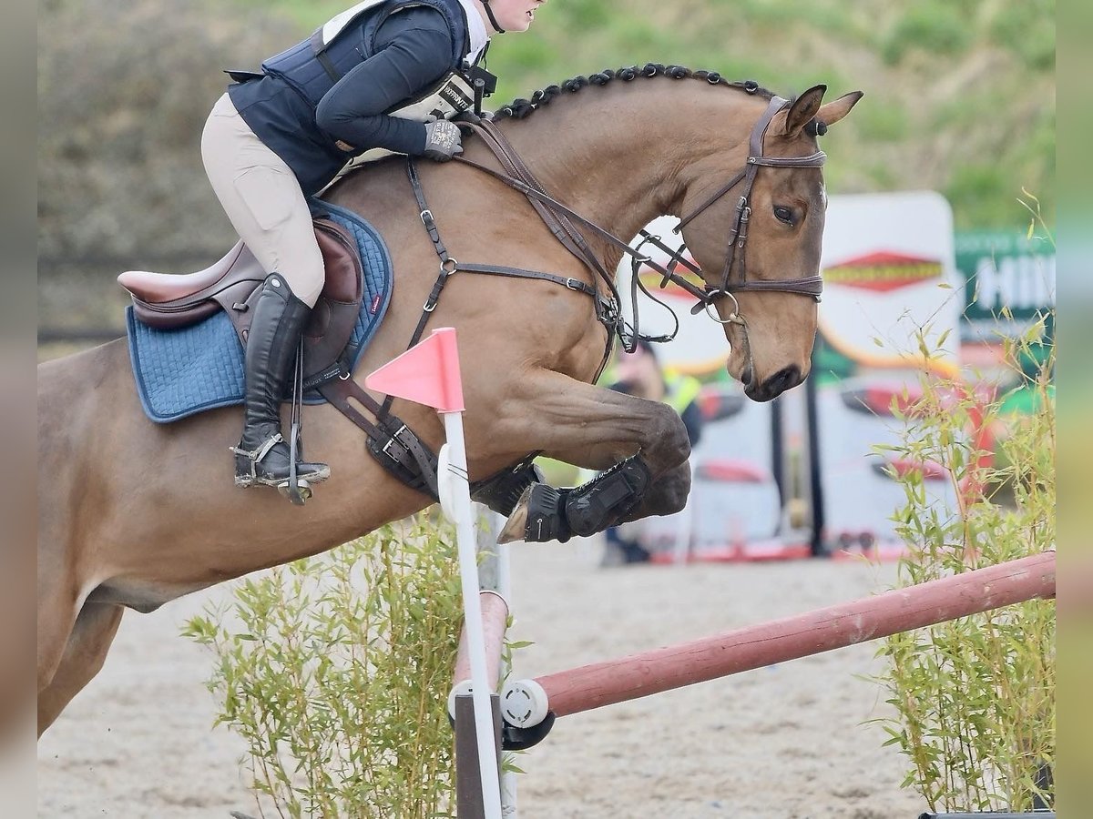 Cheval de sport irlandais Hongre 6 Ans 168 cm Bai cerise in Trim