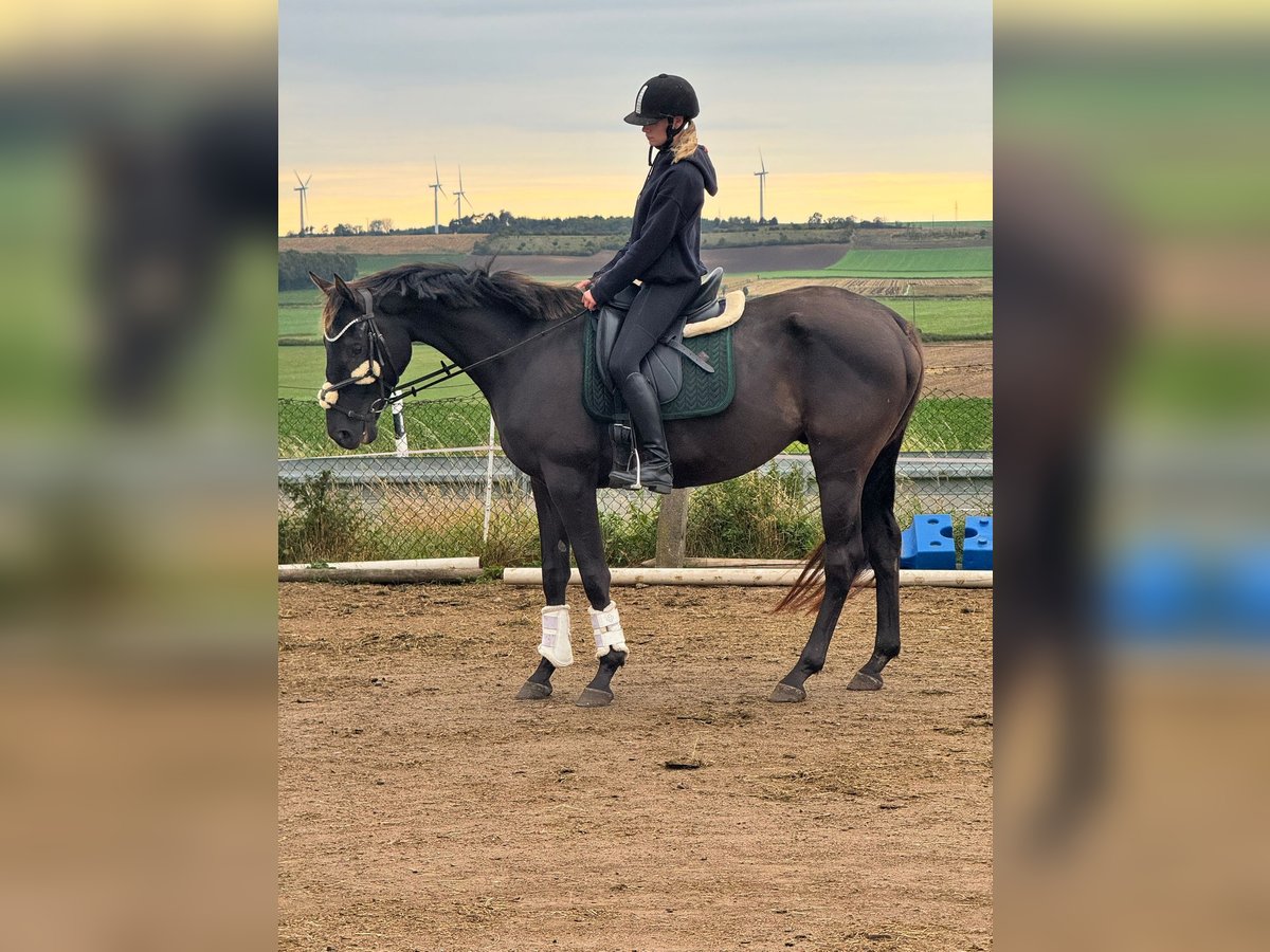 Cheval de sport irlandais Hongre 6 Ans 168 cm Noir in W&#xFC;lperode