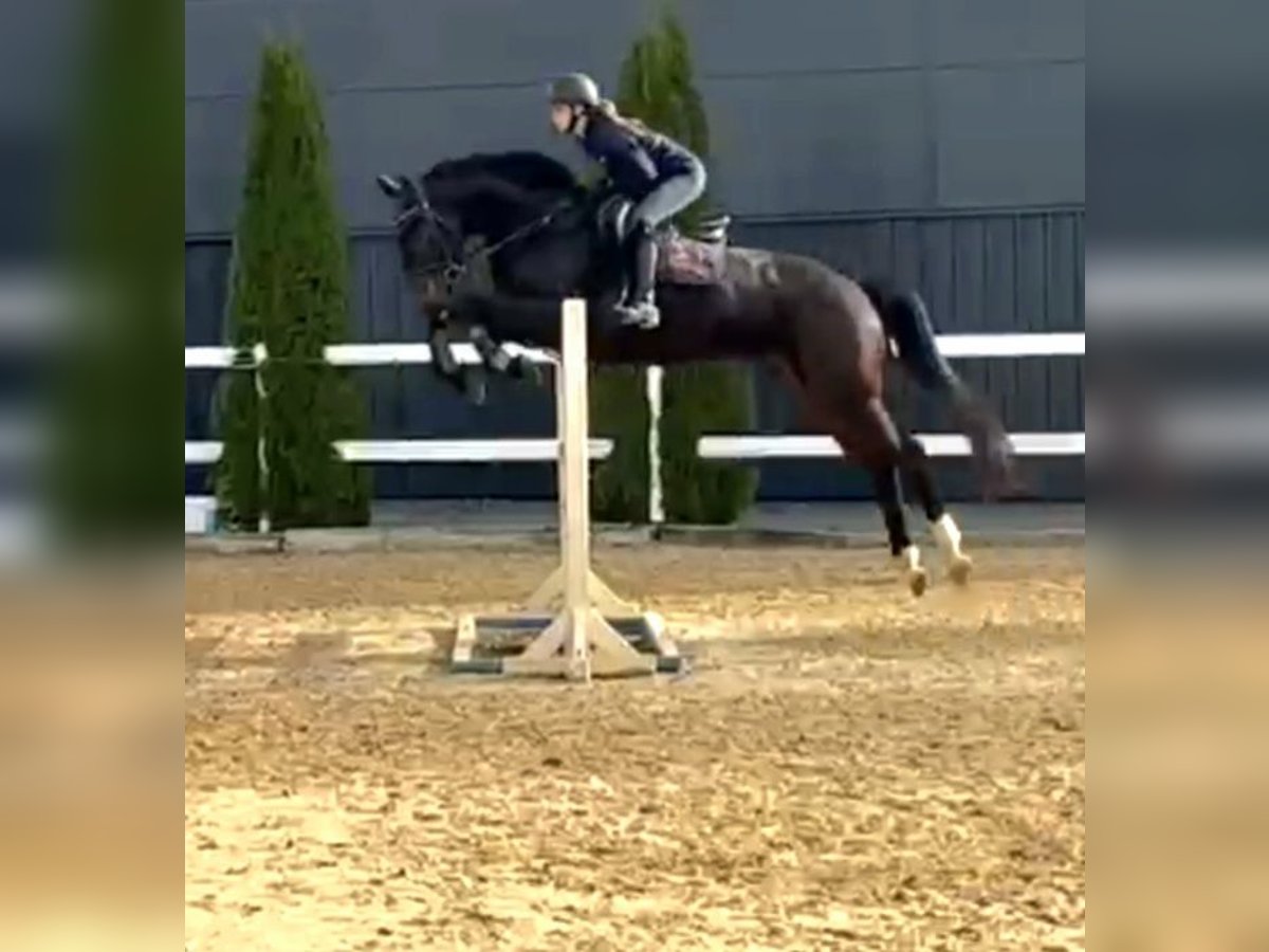 Cheval de sport irlandais Hongre 6 Ans 169 cm Bai brun in Hof