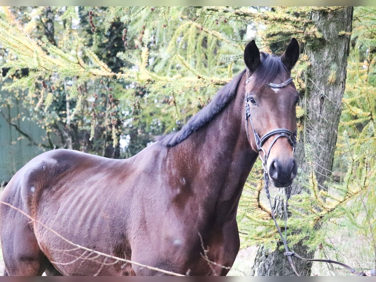 Cheval de sport irlandais Hongre 6 Ans 172 cm Bai brun foncé in Uelsen