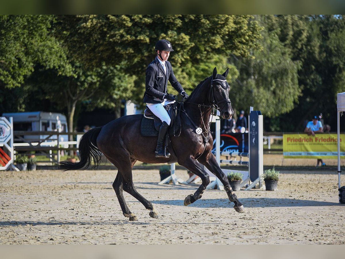 Cheval de sport irlandais Hongre 6 Ans 174 cm Noir in Riedstadt