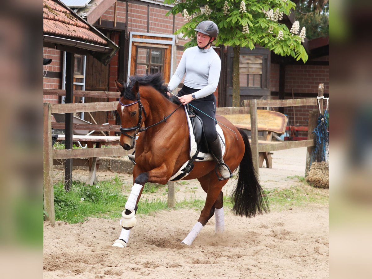Cheval de sport irlandais Croisé Hongre 6 Ans Bai in Uelsen