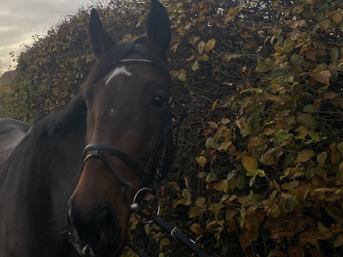 Cheval de sport irlandais Hongre 7 Ans 162 cm Bai brun foncé in Elze Esbeck