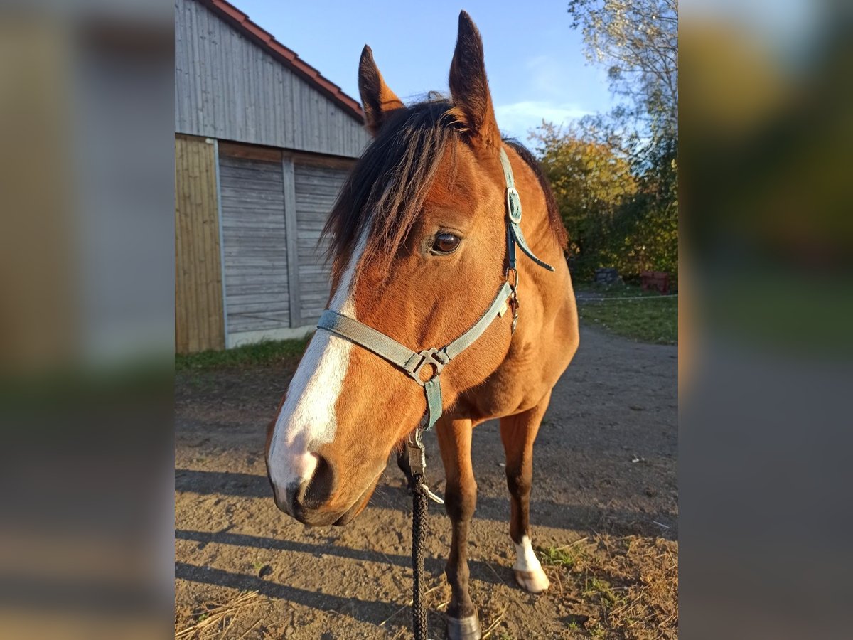 Cheval de sport irlandais Hongre 7 Ans 164 cm Bai in Bautzen