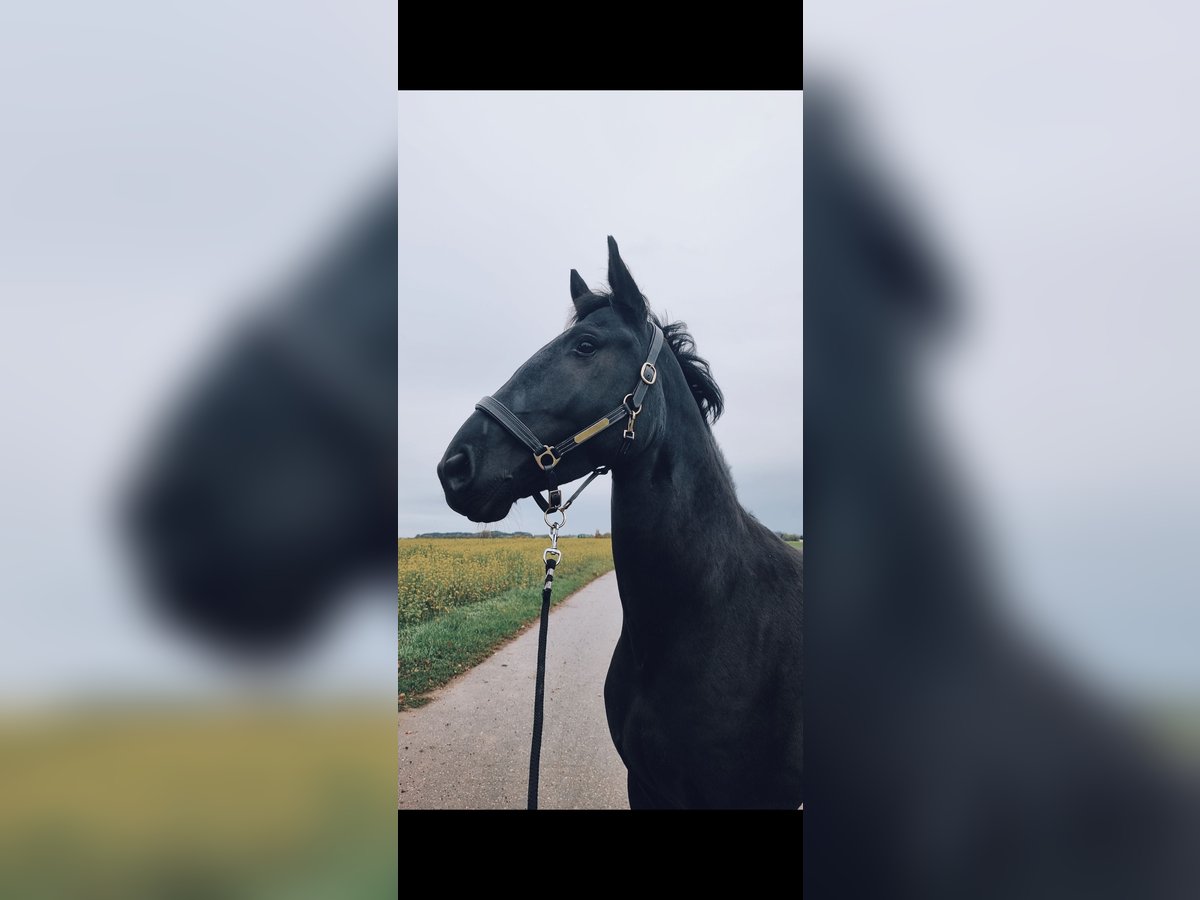 Cheval de sport irlandais Croisé Hongre 7 Ans 168 cm Noir in Pfaffenhofen an der Roth