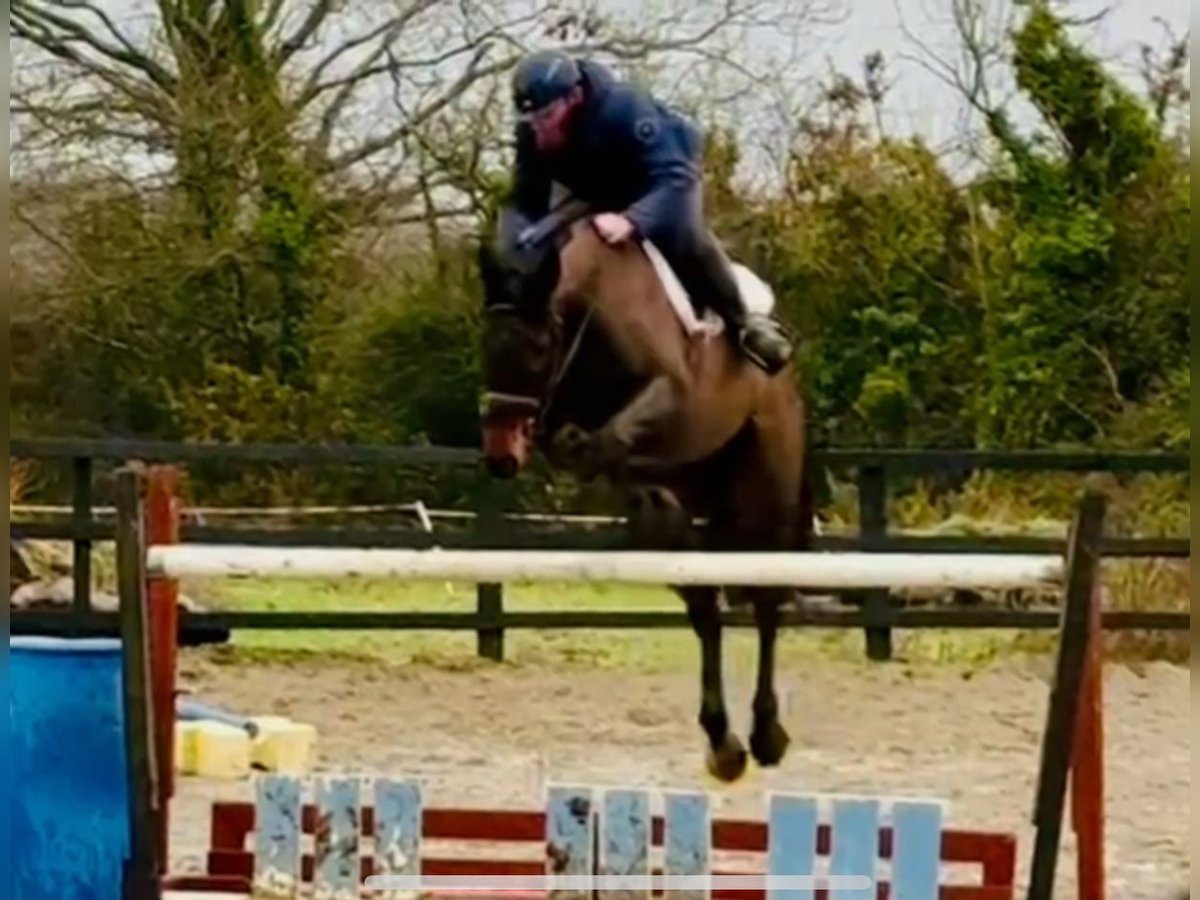 Cheval de sport irlandais Hongre 7 Ans 170 cm Bai brun in Garching bei München