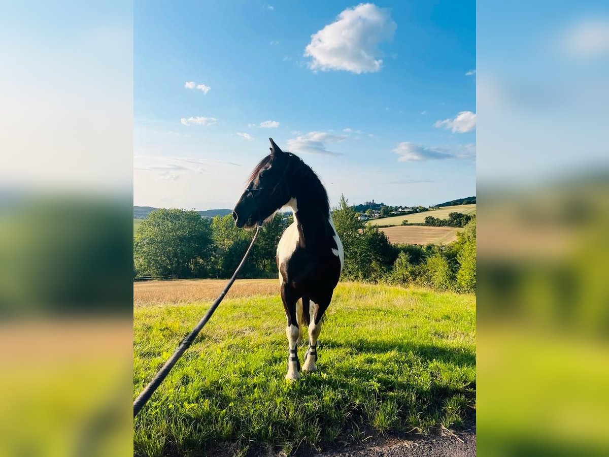 Cheval de sport irlandais Hongre 8 Ans 156 cm Pinto in B&#xFC;dingen