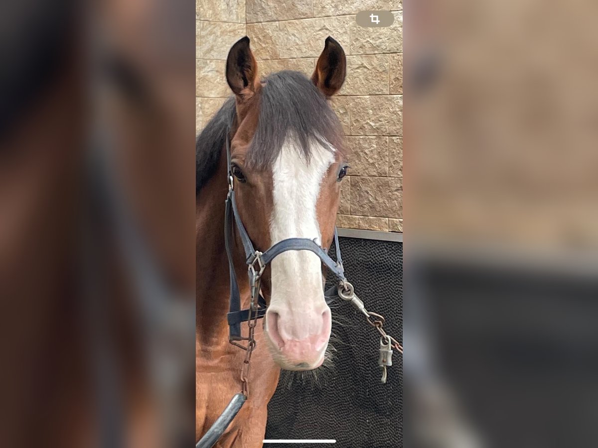 Cheval de sport irlandais Hongre 8 Ans 163 cm Bai in Herzlake