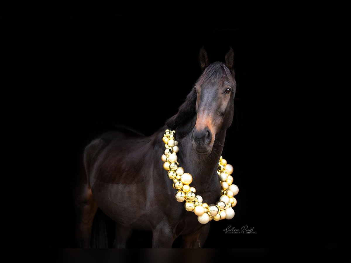 Cheval de sport irlandais Hongre 8 Ans 165 cm Bai brun in Floh-Seligenthal