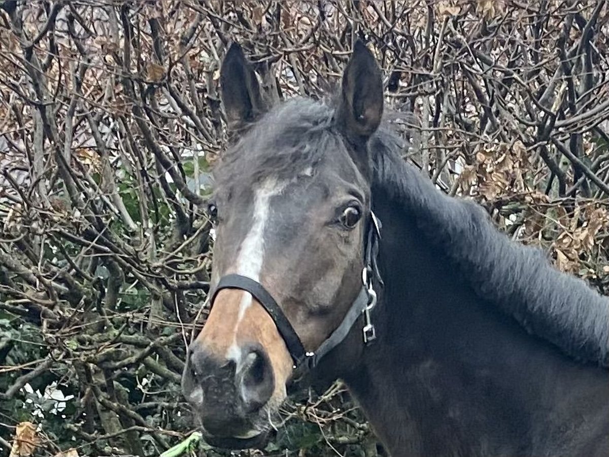 Cheval de sport irlandais Hongre 8 Ans 165 cm Bai brun foncé in Elze Esbeck