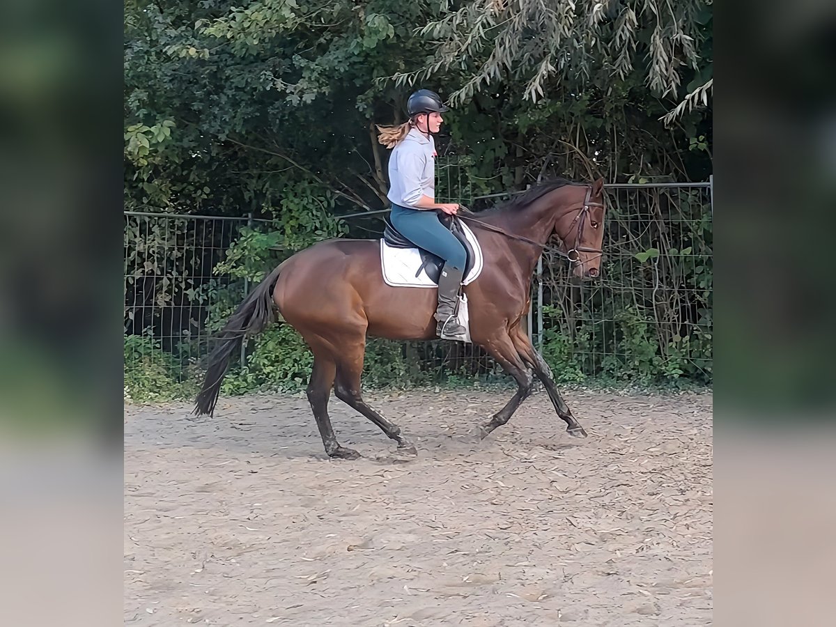 Cheval de sport irlandais Hongre 8 Ans 166 cm Bai in Lage