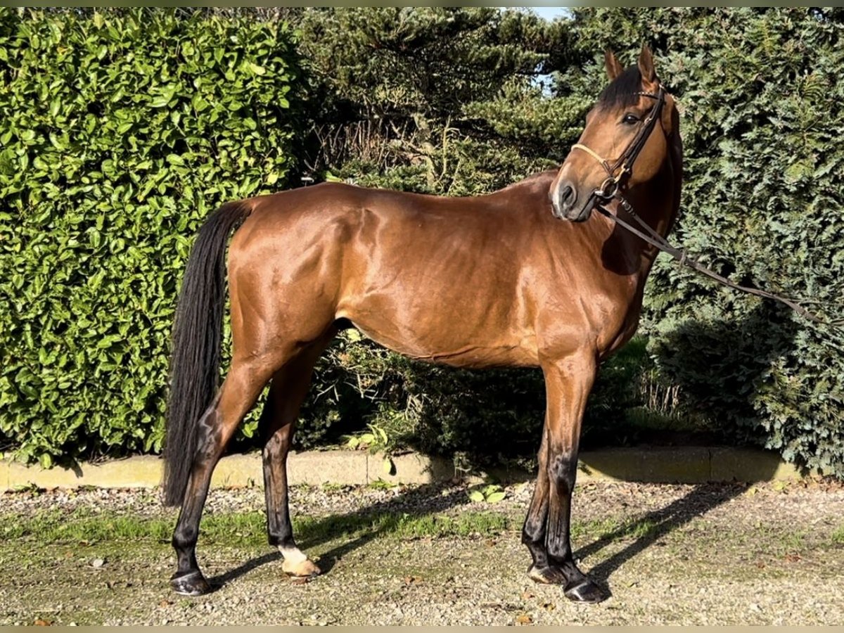 Cheval de sport irlandais Hongre 8 Ans 168 cm Bai in Oud Gastel