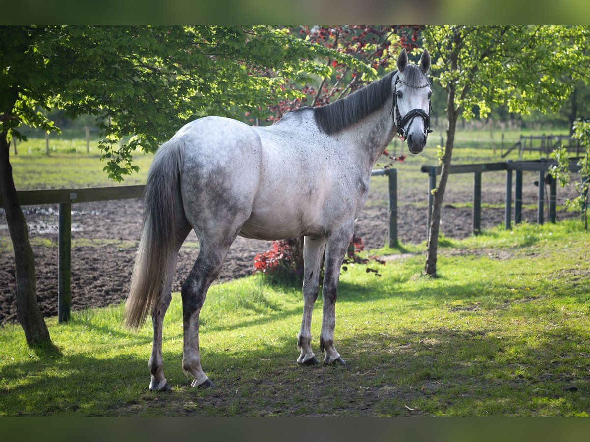 Cheval de sport irlandais Hongre 8 Ans 171 cm in Gescher