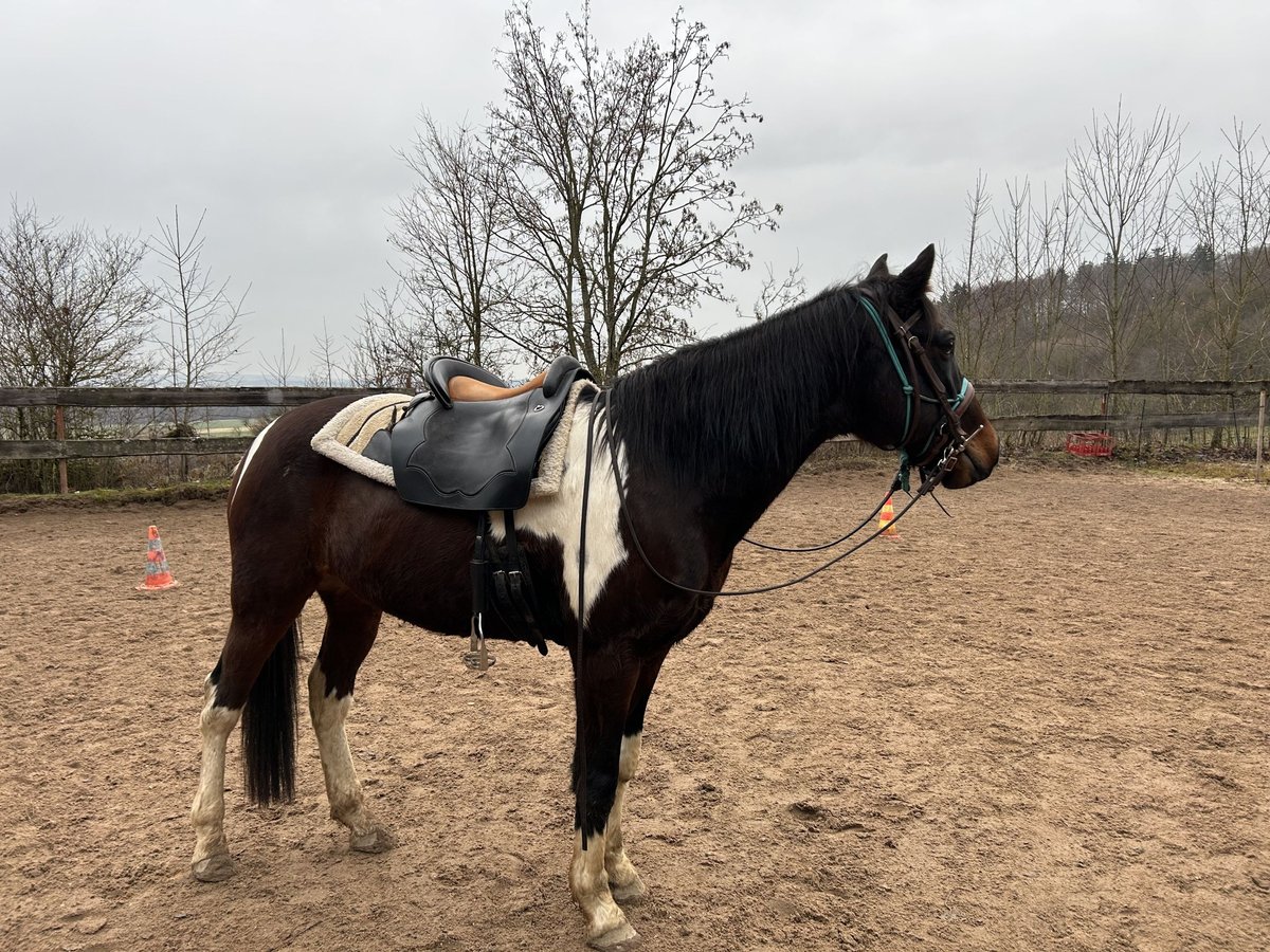 Cheval de sport irlandais Hongre 9 Ans 155 cm Pinto in Nattheim