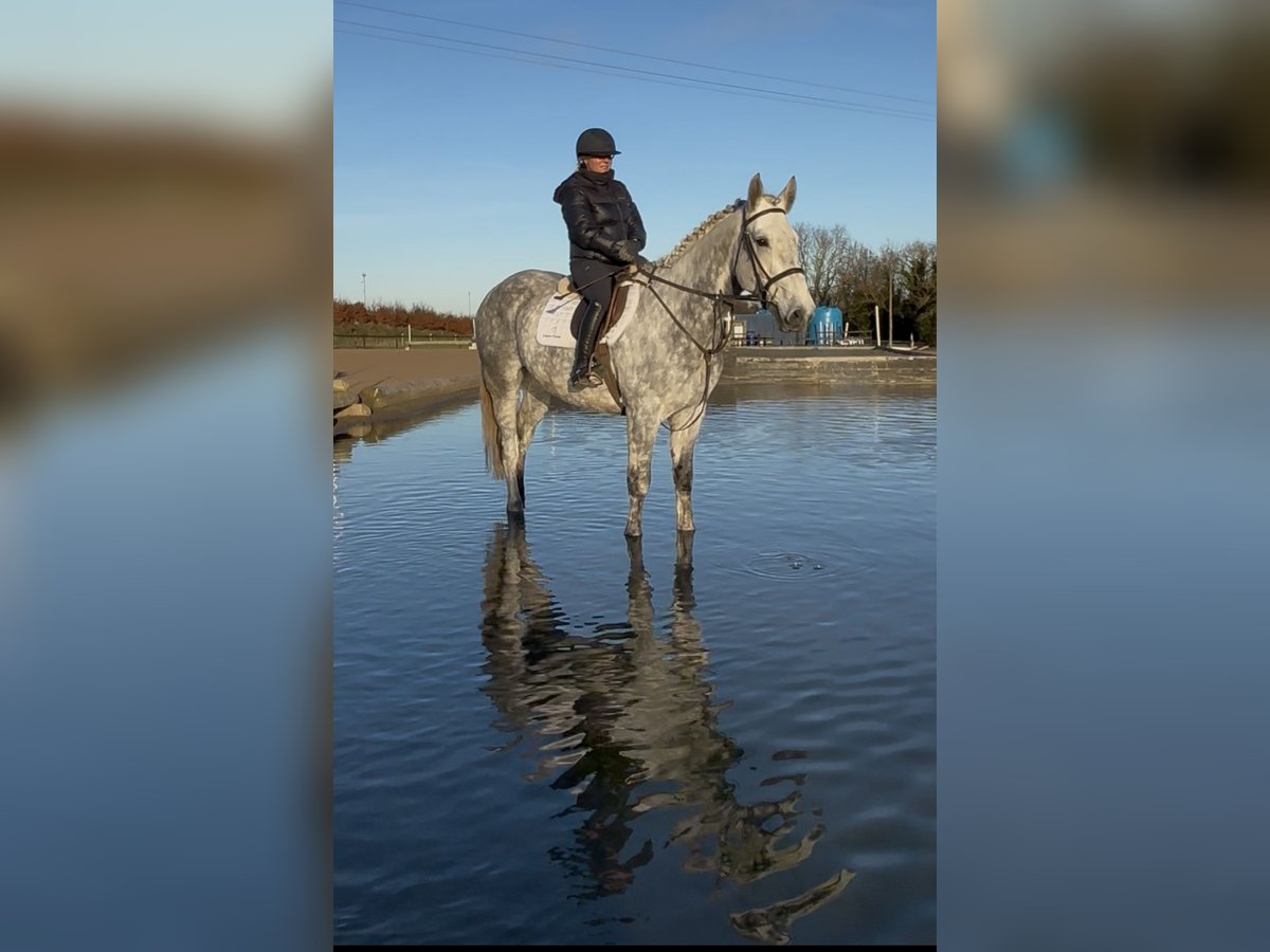 Cheval de sport irlandais Hongre 9 Ans 170 cm Gris in Down