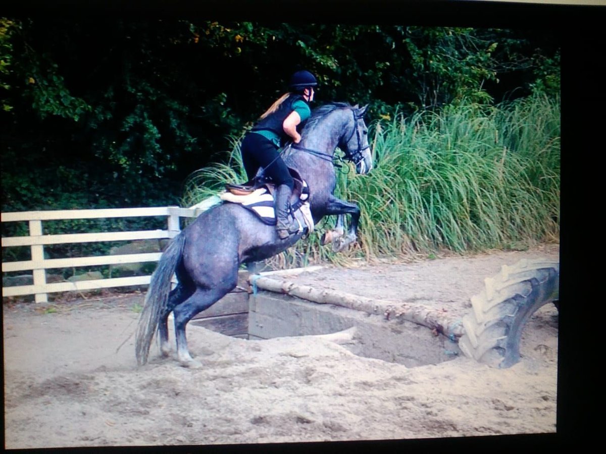 Cheval de sport irlandais Jument 11 Ans 156 cm Gris in Soltau