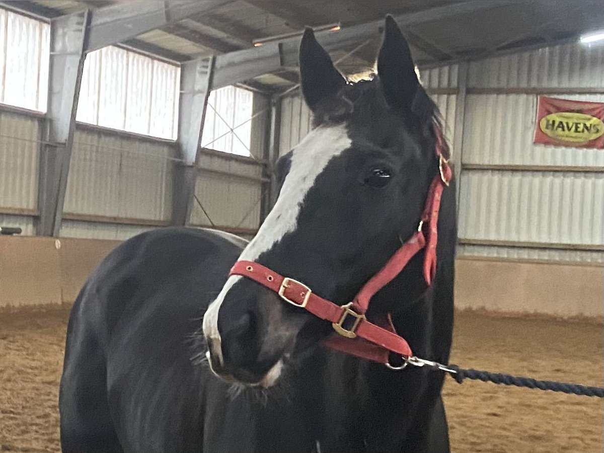 Cheval de sport irlandais Jument 11 Ans 157 cm Noir in Elze Esbeck