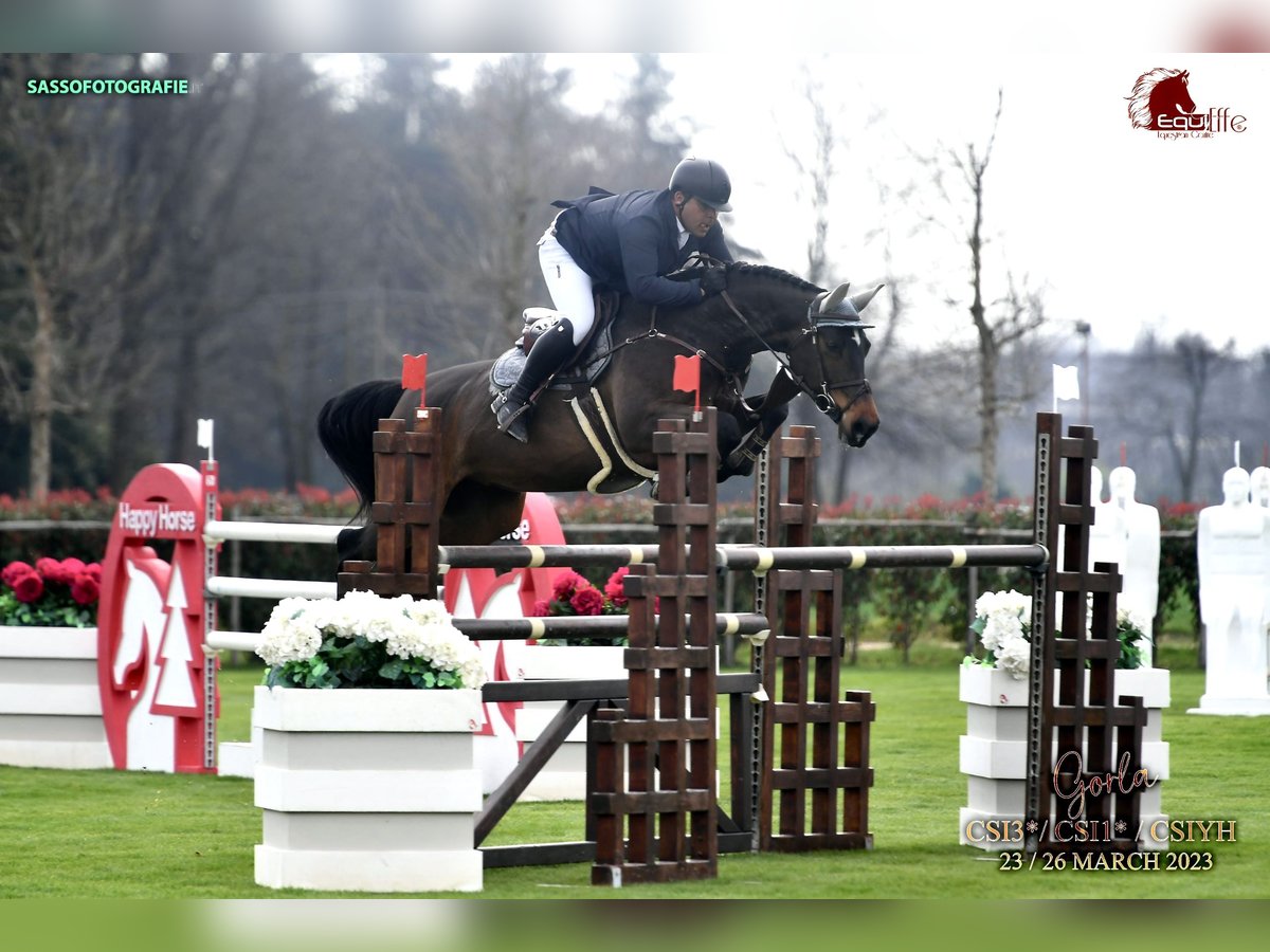 Cheval de sport irlandais Jument 11 Ans 168 cm Bai brun in Utting am Ammersee