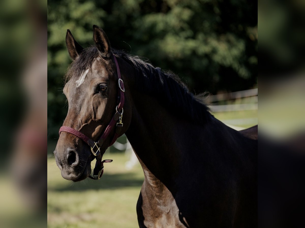 Cheval de sport irlandais Jument 11 Ans 168 cm Bai brun in Utting am Ammersee