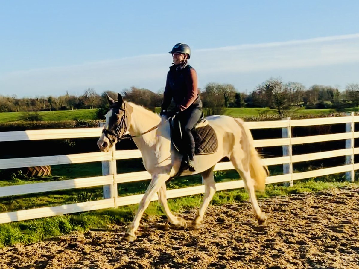 Cheval de sport irlandais Croisé Jument 12 Ans 155 cm Pinto in Mountrath