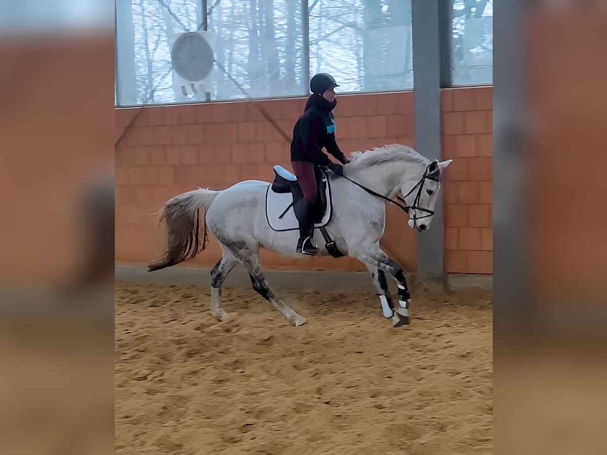 Cheval de sport irlandais Jument 13 Ans 167 cm Gris pommelé in Lage