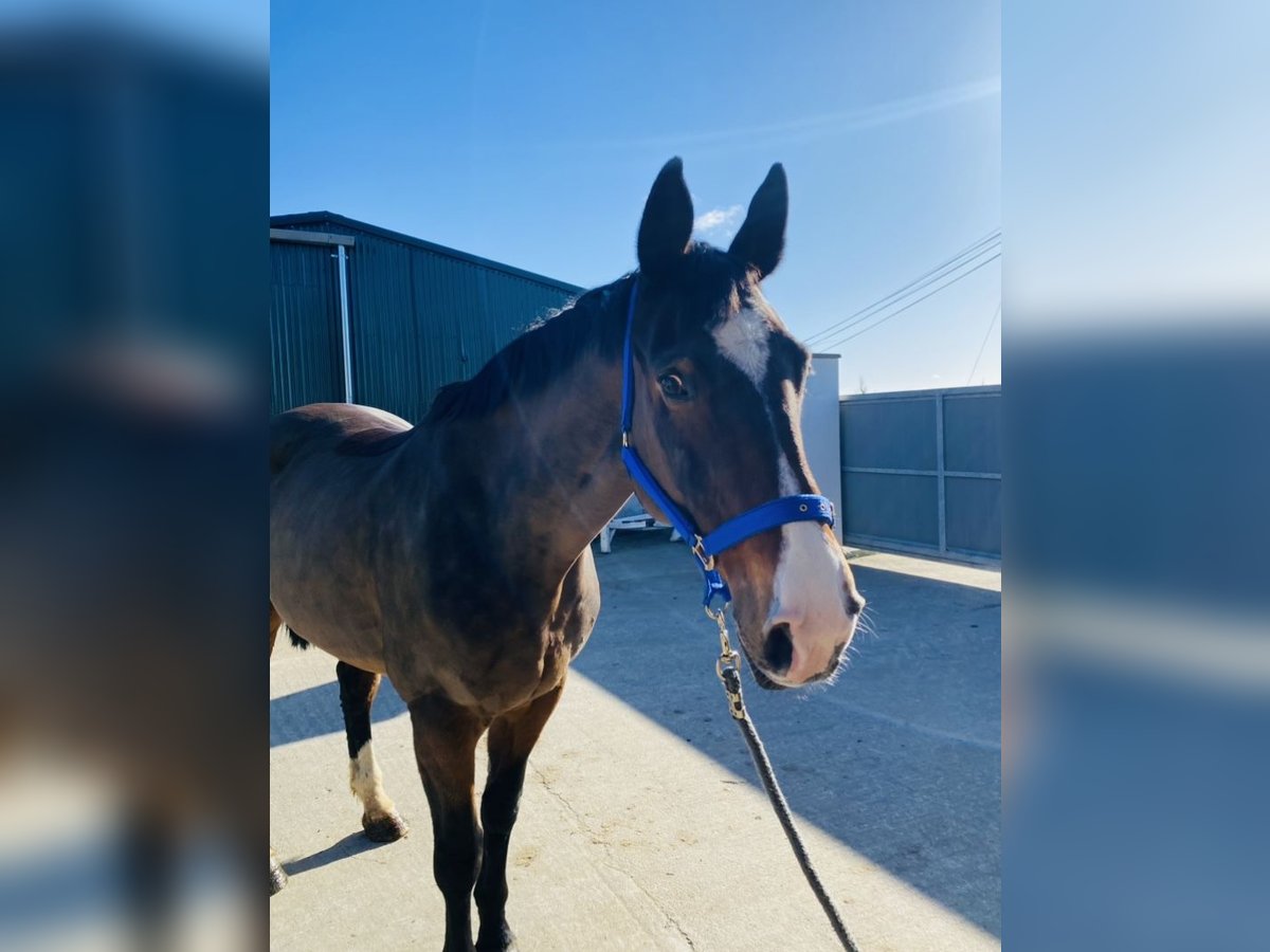 Cheval de sport irlandais Jument 13 Ans 175 cm Bai cerise in Sligo