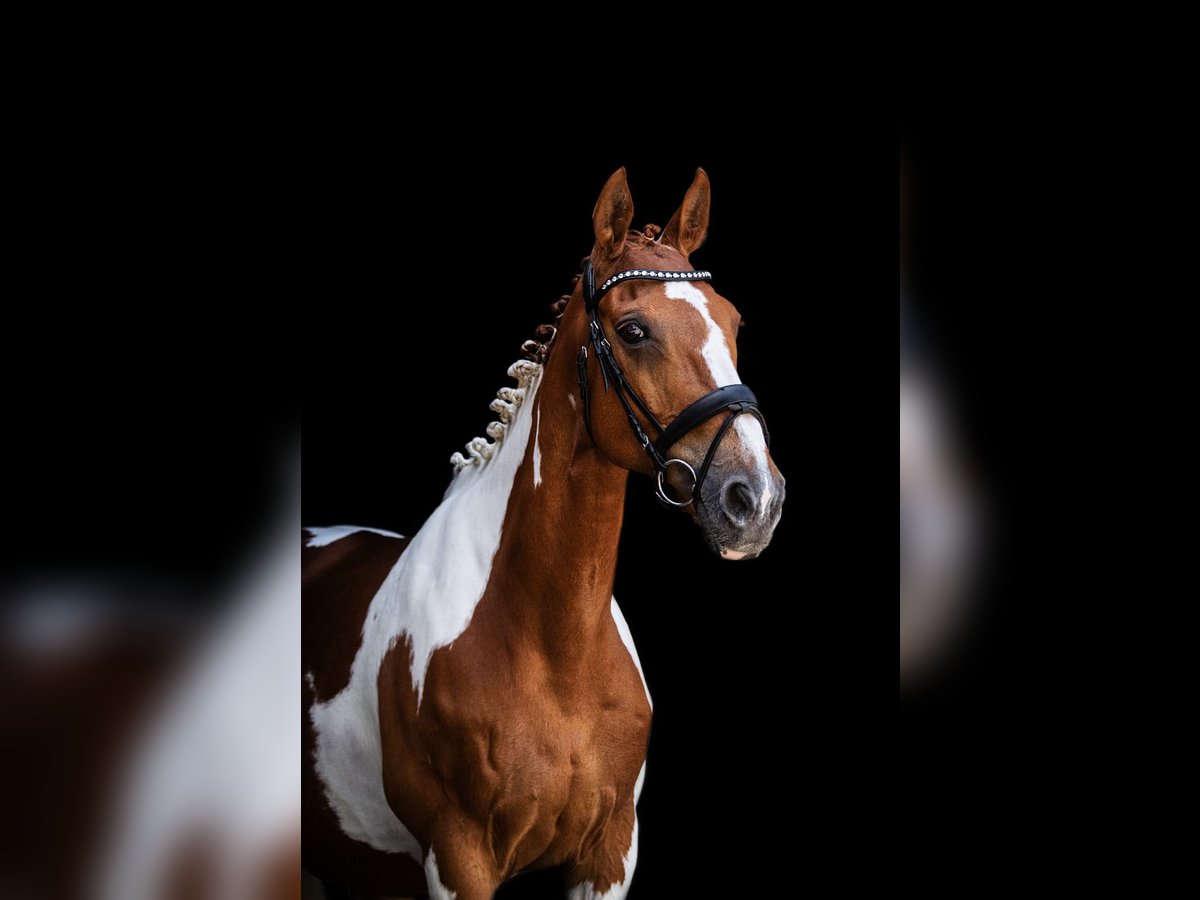 Cheval de sport irlandais Jument 15 Ans 165 cm Pinto in Peine Cheval de sport irlandais Jument 15 Ans 165 cm Pinto in Peine