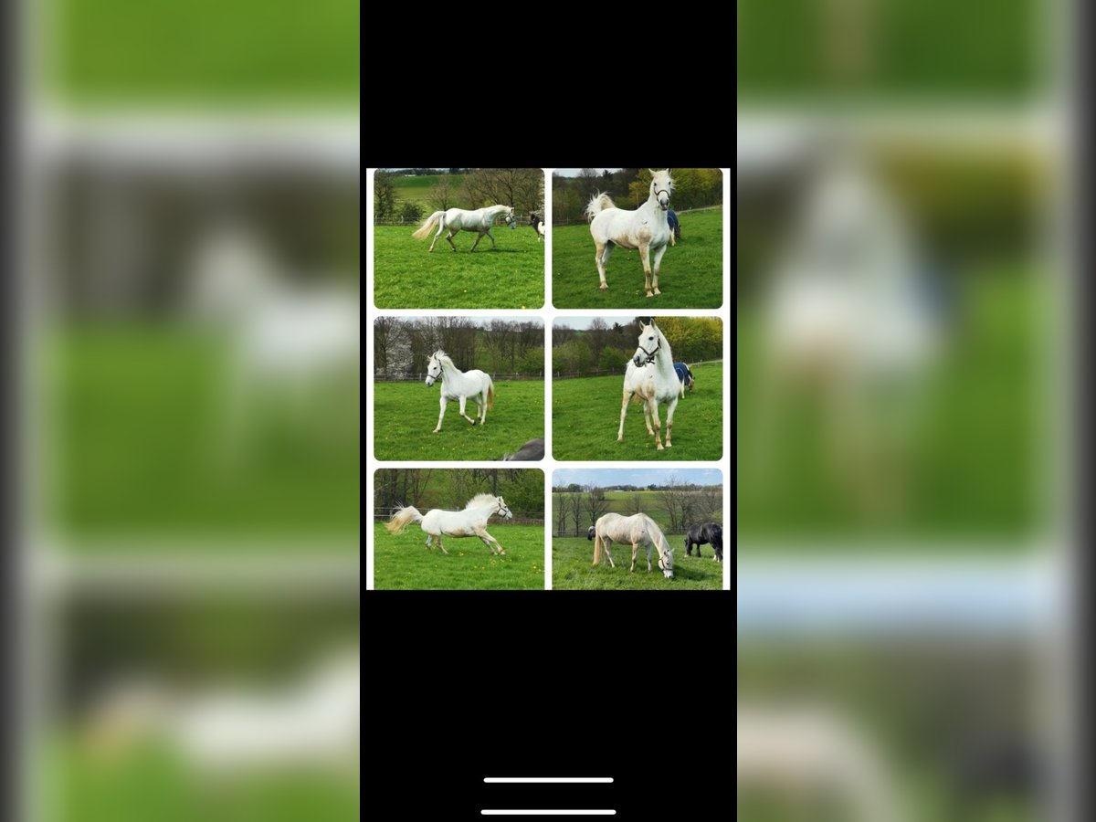 Cheval de sport irlandais Jument 18 Ans 169 cm Gris in Remscheid