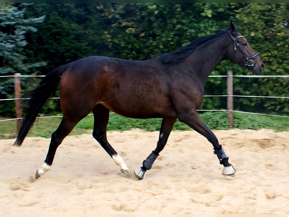 Cheval de sport irlandais Jument 4 Ans 160 cm Bai in Velpke