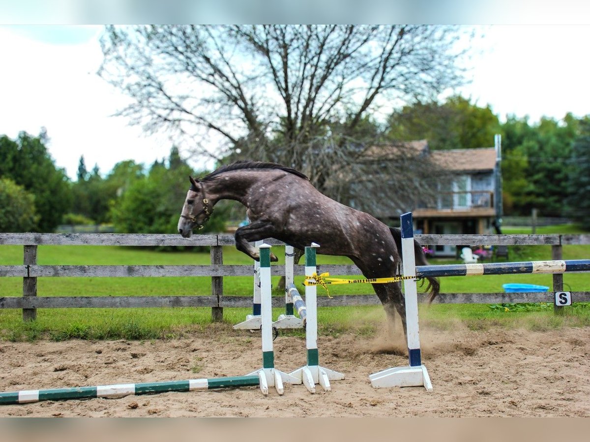 Cheval de sport irlandais Jument 4 Ans 165 cm Gris in Toronto, Ontario