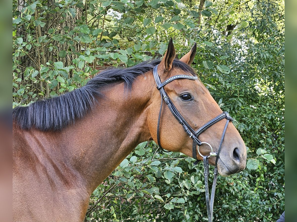 Cheval de sport irlandais Jument 4 Ans 168 cm Bai in Nettetal