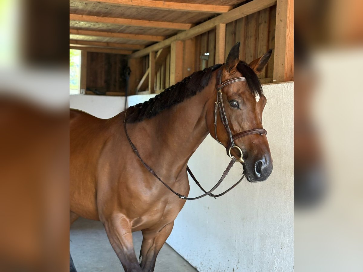Cheval de sport irlandais Jument 4 Ans 168 cm Bai in Gummern