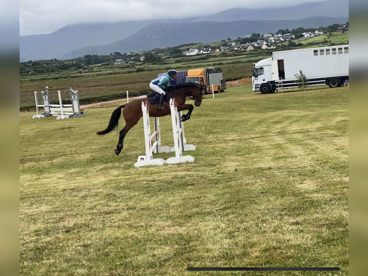 Cheval de sport irlandais Jument 4 Ans 170 cm Bai cerise in Lahardane