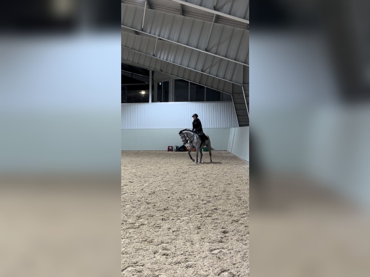 Cheval de sport irlandais Jument 5 Ans 148 cm Gris in Västra Götaland