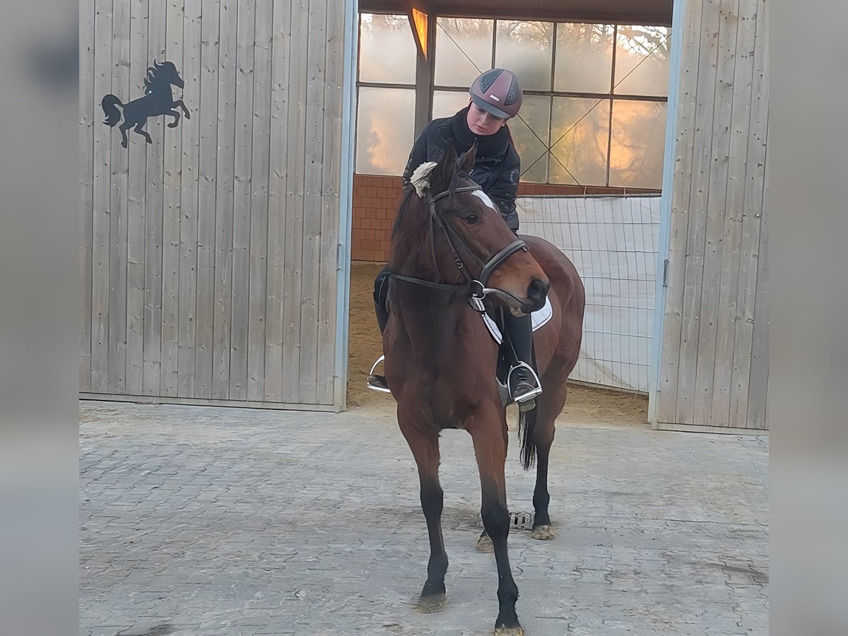 Cheval de sport irlandais Jument 5 Ans 157 cm Bai in Lage Cheval de sport irlandais Jument 5 Ans 157 cm Bai in Lage