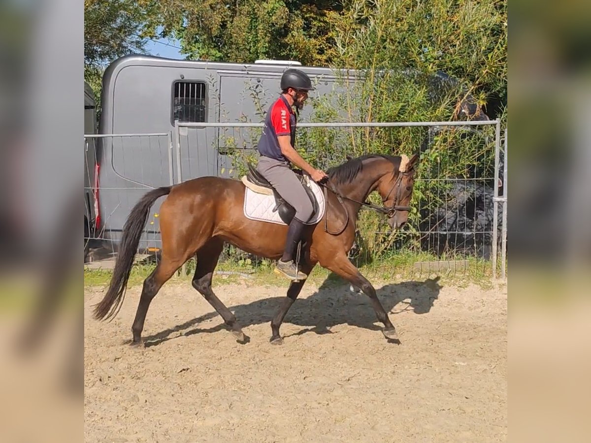 Cheval de sport irlandais Jument 5 Ans 160 cm Bai in Lage