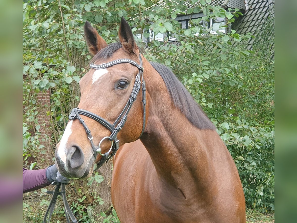 Cheval de sport irlandais Jument 5 Ans 162 cm Bai in Nettetal