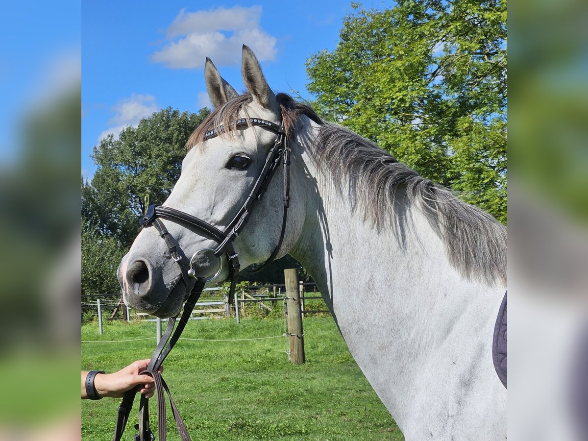 Cheval de sport irlandais Jument 5 Ans 162 cm Gris pommele in Nettetal