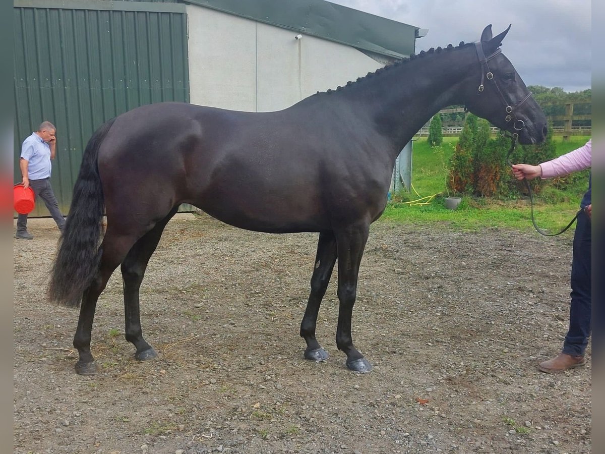 Cheval de sport irlandais Jument 5 Ans 163 cm Noir in Swinford