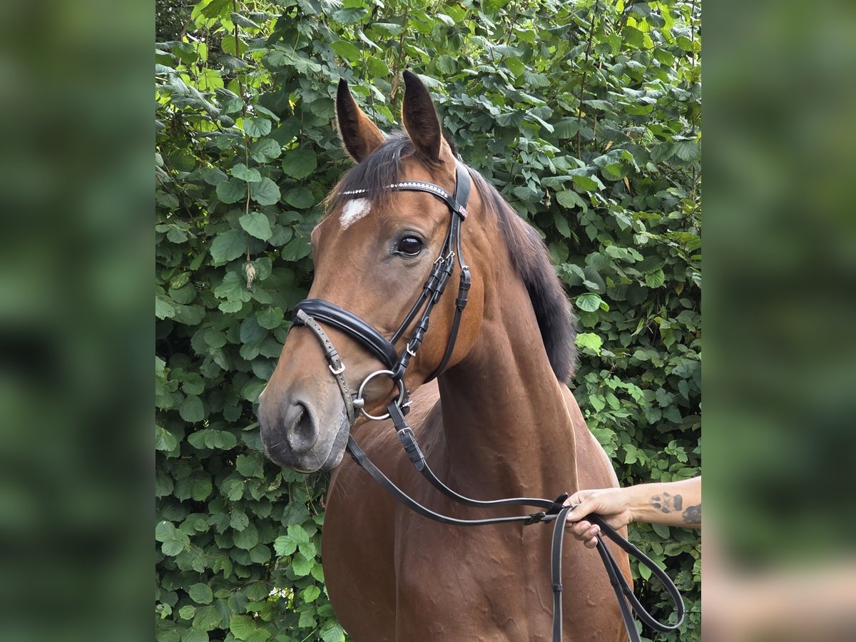 Cheval de sport irlandais Jument 5 Ans 165 cm Bai in Wachtendonk