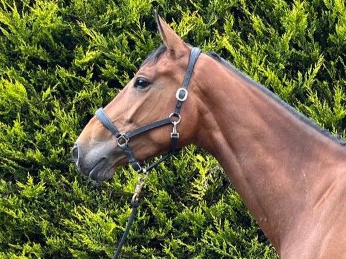 Cheval de sport irlandais Jument 5 Ans in GROTE BROGEL