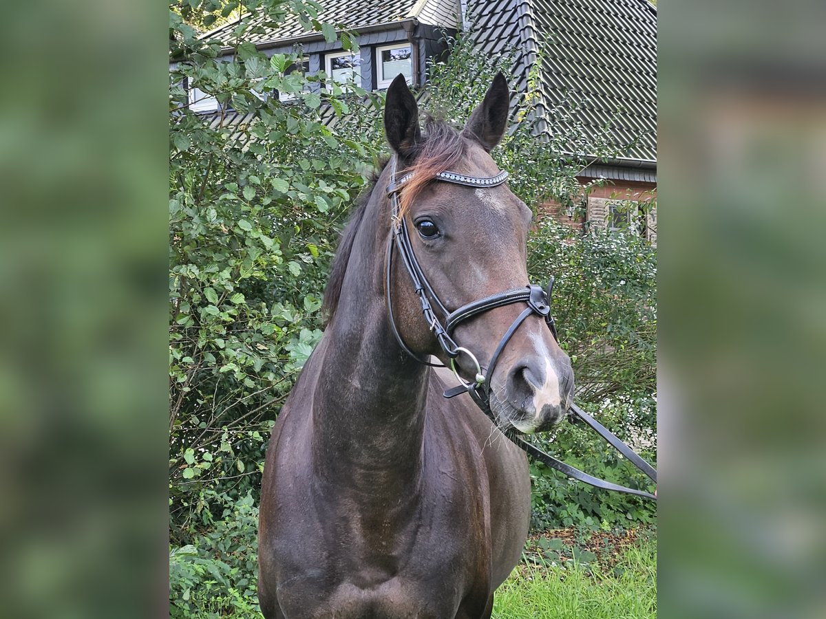 Cheval de sport irlandais Jument 6 Ans 160 cm Bai brun foncé in Nettetal