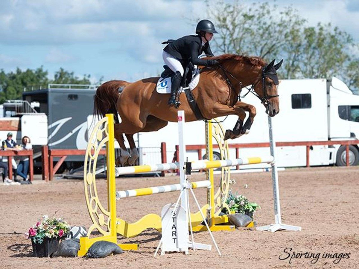Cheval de sport irlandais Jument 6 Ans Alezan in Cavan