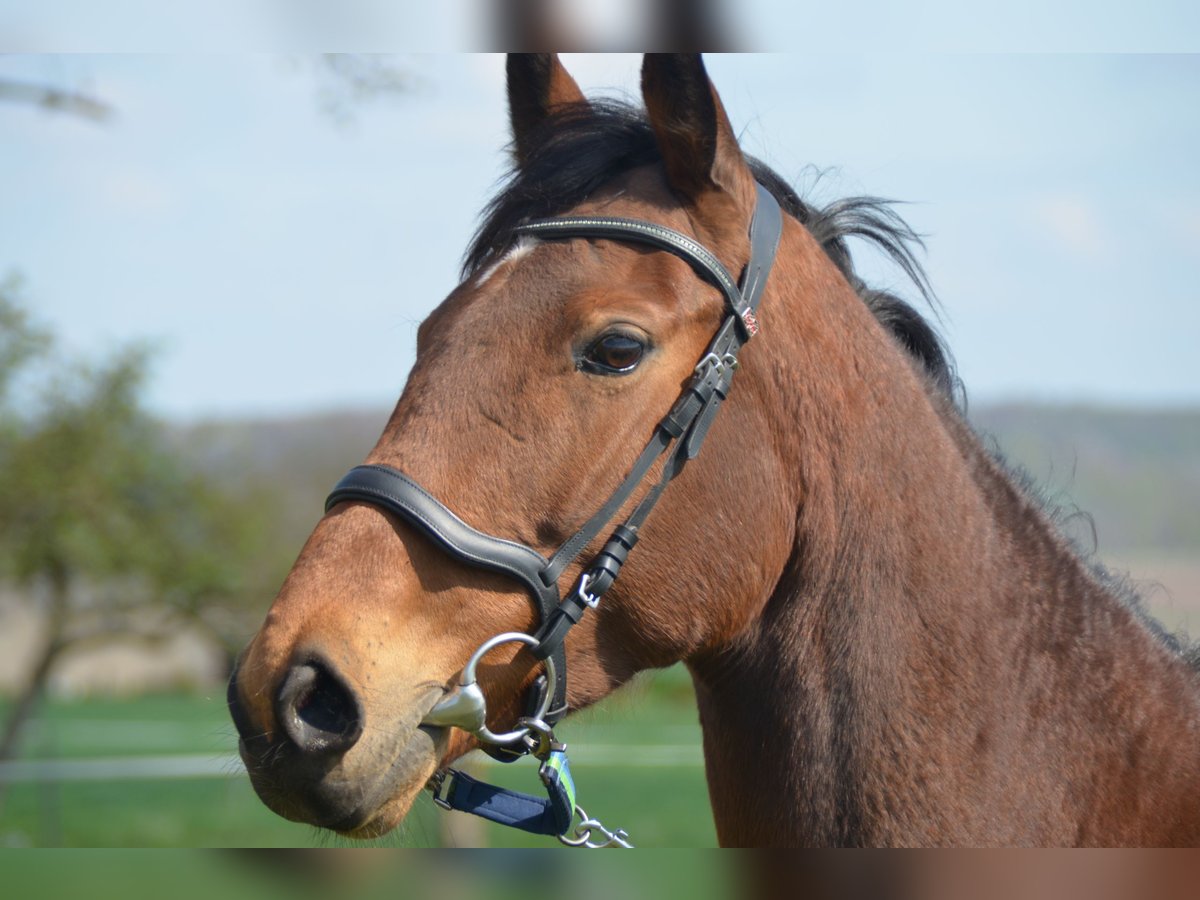 Cheval de sport irlandais Jument 7 Ans 160 cm Bai in Aerzen