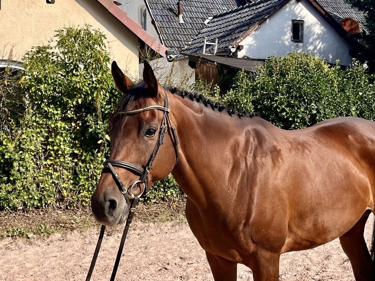 Cheval de sport irlandais Jument 7 Ans 160 cm Bai in Sonnefeld