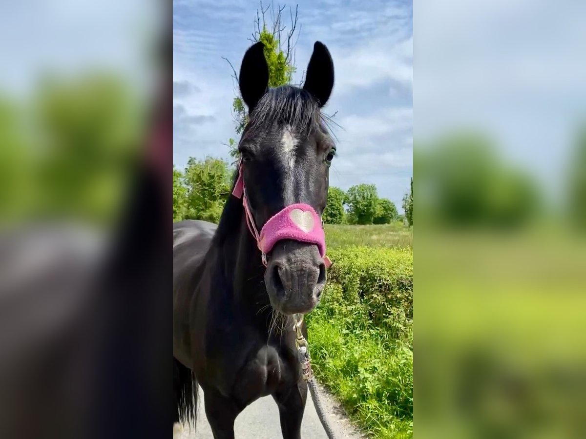 Cheval de sport irlandais Jument 7 Ans 160 cm Noir in Sligo