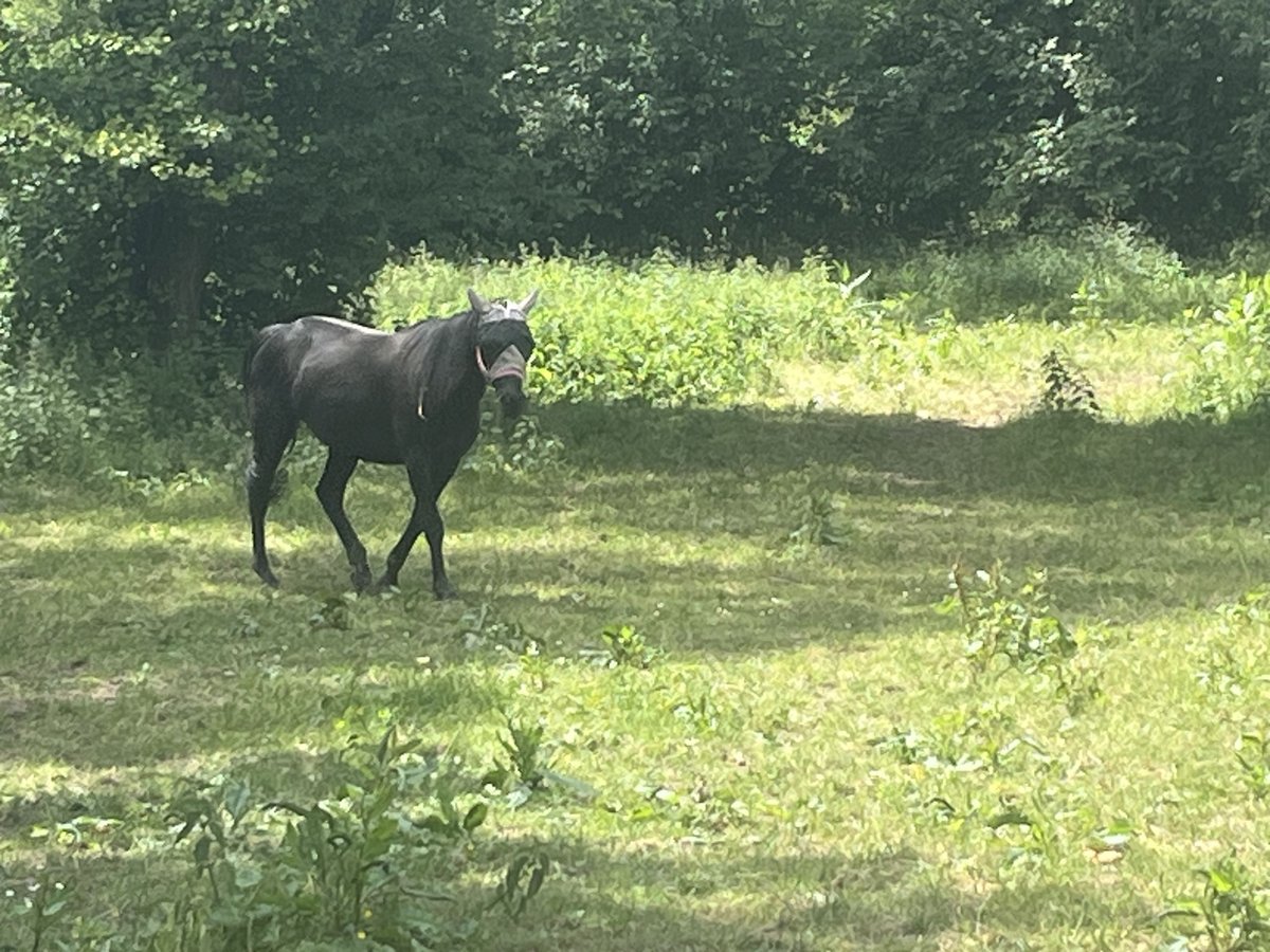 Cheval de sport irlandais Jument 7 Ans 160 cm Noir in Wiesbaden